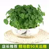 Planta Hidropónica en Maceta con Hojas, Planta Verde Pequeña de Interior, Semillas de Hierba de la Fortuna Hidropónica para Flores, Acuática, Fácil de Mantener en Todas las Estaciones
