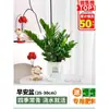 Árbol del Dinero Planta en Maceta Interior Sala de Estar Planta Verde Fácil de Cultivar Flor Oficina Árbol de la Fortuna Maceta Grande Cadena de Dinero