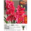 Mudas de Orquídea, Plantas de Phalaenopsis em Vasos, Clívias Florais e Plantas Verdes Fáceis de Cultivar, Florescendo em Todas as Estações, Varanda de Sala de Estar Boutique com Fragrância Forte