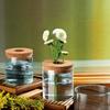 Botella Ecológica Hidropónica Personalizada para Plantas con Tapa, Rábano Verde Flor de Agua Decoración de Mesa, Micro Paisaje Vidrio Jarrón Pequeño