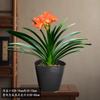 Dropshipping Clivia Plántulas en Maceta con Capullos Plantas de Flor Interior Tesoro Nacional Gigante Caro