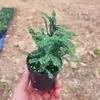 Bonsai de Madeira de Vaso para Desktop Manutenção Simples Variedade Miniatura Minúscula Gergelim Olmo Planta Verde Folhas Pequenas Fácil de Manter e Viver