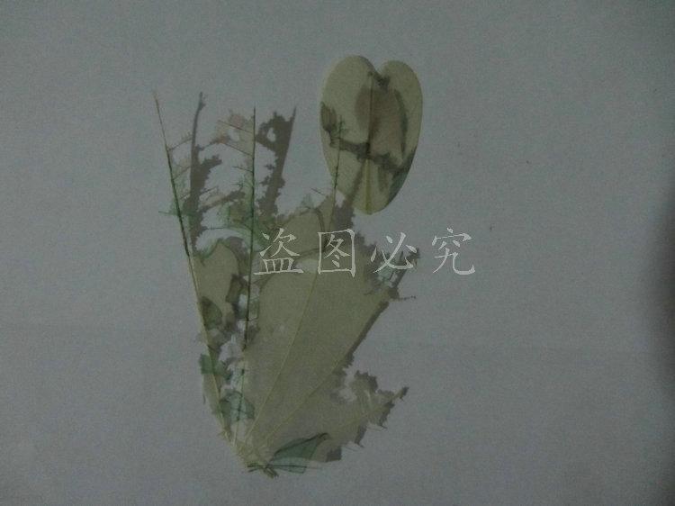 A002紫荆叶脉 (24)