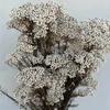 Flores Secas Flores Eternas Transfronterizas Serie Blanca Material Floral Cola de Conejo Pasto Joya Caña Caña Madera Caña Flores Secas Esponjosas Transfronterizas