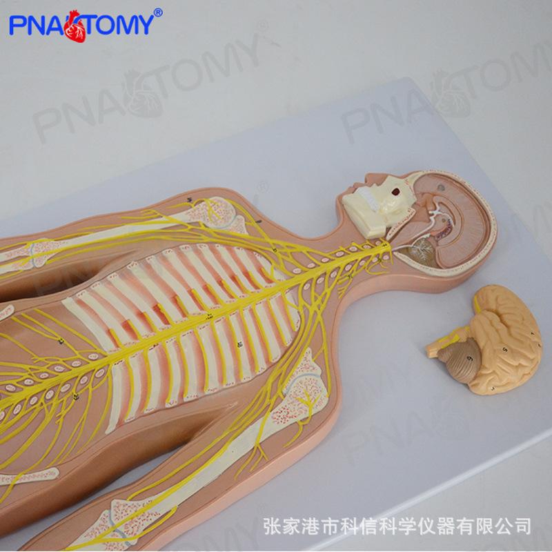 详情-4.jpg