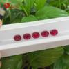El cultivo en laboratorio de tesoros de color rubí artificial puede producir certificados de cultivo de forma ovalada de huevo de paloma denier de piedra desnuda de tesoro rojo