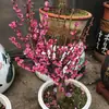 Flor de Ciruelo Fragante en Maceta Flor de Tocón Viejo Planta de Interior Todo el Año Fácil de Cultivar Bonsái de Ciruelo Rojo Plántula de Ciruelo Verde Semillas de Flor de Dulzura Invernal