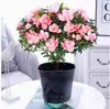 Plántulas de Rododendro Plantas en Maceta con Capullos Interior y Exterior Balcón Fácil de Cultivar Florales Perenne Todo el Año Balcón Patio