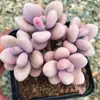 Set de suculentas: Racimo de Huevos de Durazno, Tronco Viejo, Jade Helado, Gracia de Terciopelo, plantas verdes en maceta para escritorio de oficina en interiores