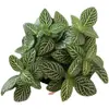 Plantas de Piedra Absorbente Plantas Verdes Piedra de Agua Acuaterrario Tanque de Selva Rocalla Paisajismo Musgo Helecho Micro-paisaje Plantas de Bonsái