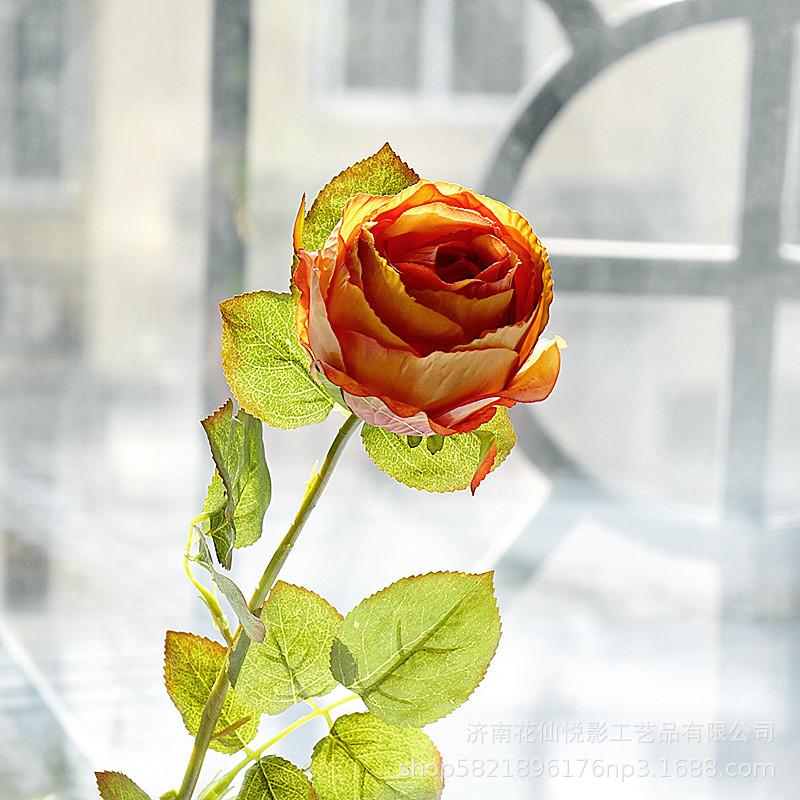 单支复古英国玫瑰