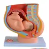Modelo de anatomía del sistema genitourinario femenino, molde médico del sistema urinario