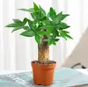 Pequena planta em vaso árvore da fortuna, planta verde para o escritório, jiboia, samambaia-de-aspargo, árvore da fortuna hidropônica de três hastes, fácil de manter