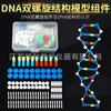 Instrumento de enseñanza de genes y variación genética biológica del módulo modelo de estructura de doble hélice del ADN.