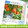 Guía Ilustrada para Identificar Verduras y Bayas y Sus Usos Medicinales: Un Libro sobre los Tipos y Beneficios de las Verduras y Bayas Silvestres para la Recolección al Aire Libre