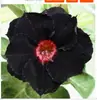 Rosa de pétalos dobles, planta del desierto, planta en maceta, planta de floración de cuatro estaciones, tolerante a la sequía, adecuada para patio, interior, balcón, bonsái, fácil de cuidar y florece