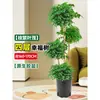 Árbol Feliz Sala de Estar en Maceta Planta Verde Grande y Vieja Oficina Árbol Seguro Planta Absorbente de Formaldehído Fácil de Mantener en Todas las Estaciones
