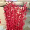 Flor de Cinco Estrellas Flor Eterna 100g Por Ramo Producto de Calidad Premium Proceso con Alcohol Puro Ramo de Flores Secas para Fiestas