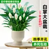 Maceta Grande de Planta de Palma Blanca de una Pieza para Dropshipping, un Símbolo de Buena Fortuna, Planta en Maceta con Flores, Planta Hidropónica, Planta con Flores, Planta Verde para Interior de Oficina