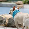 Bufanda Fría para Mascotas de Verano Gato Perro Fresca Enfriamiento Toalla Triangular Método Dou Ying Dou Toalla Fría para Cuello