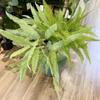 3 Horquilla Rama alta Planta de pasto persa material de pared simulación Helecho selva tropical decorativo Helecho Helecho pasto plástico mayoreo