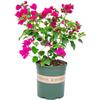 Bonsái Grande de Buganvilia de Flor Doble con Flores, Enviado en Múltiples Colores, Planta Trepadora de Floración Cuatro Estaciones