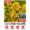 Mudas de Osmanthus, Árvores Grandes, Plantio de Pátio, Osmanthus Dourado, Plantas de Vaso Osmanthus de Quatro Estações, Plantas Grandes Raras, Plantas Florais e Verdes, Fácil de Cuidar