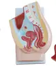 Modelo de anatomía del sistema genitourinario femenino, molde médico del sistema urinario