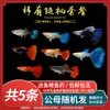 Guppies de Raça Pura, Peixes Ornamentais de Água Doce Pequenos, Peixes Tropicais Fáceis de Criar, Peixes Vivos, Peixes Limpadores, Kinguios Zebra, Peixes Pequenos, Alevinos