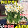 Dropshipping Bombilla de Narciso Zhangzhou Maceta de Jacinto Cultivado en Agua con Capullos para Todo el Año y Pétalos Dobles para Florales de Nochevieja