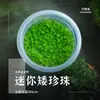 """Cidade Vazia"" Copo Estéril Plantas Aquáticas Plantas Aquáticas Peixe Perolado Anão Aquário Paisagismo"""