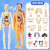 Ensino Fundamental Biologia Estrutura do Corpo Humano Modelo de Esqueleto Órgãos Dissecação 3D Médico Montagem Removível Brinquedo Infantil