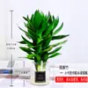 Planta hidropónica de bambú Guan Yin con raíces, planta verde decorativa, bambú de la suerte, planta verde, planta de interior en maceta, bambú de la fortuna con jarrón, fácil de cuidar