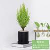 Plantas Pequeñas de Pino Aromático en Maceta, Plantas Verdes Perennes para Todas las Estaciones, Escritorio de Oficina, Fáciles de Cultivar para Personas Perezosas, Árboles de Navidad para Embellecer el Aire