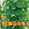 Planta Tartaruga da Montanha Ouro Não Muda Em Vaso Videira Vermelha Videira Sangue Hidropônico Bonsai Videira Trepadeira Suculenta de Mesa Interna Planta Verde Florais
