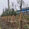 Soporte para Árboles Paisajismo Embellecimiento Fijador Soporte Base Poste Abeto Pino Chopo Palo A prueba de Viento Ingeniería Estabilidad Soporte