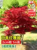 Venta al por mayor de plántulas de arce rojo japonés, árbol de arce rojo de cuatro estaciones para patio exterior de villa, plántulas de árbol de arce rojo en maceta