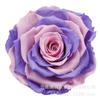 Yunnan flor eternidade flor fábrica atacado rosa gigante 9-10cm embalagem única multi-cor opcional spot atacado