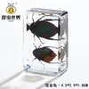 Artesanías de especímenes, insectos reales, escarabajo ciervo, escorpión, escarabajo, araña, regalos de enseñanza de ciencias biológicas, adornos de resina