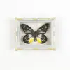 Mariposa Ojo de Esmeralda Azul Mariposa Real Imán para Refrigerador Espécimen Marco de Fotos Terminado Regalo de Gama Alta Pintura Decorativa