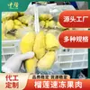Procesamiento y Personalización de Semilla de Almohada Dorada Tailandesa Durian sin Semilla Pulpa Congelada Fabricante de Pulpa de Durian Congelada Fuente de Fruta al por Mayor