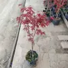 Dropshipping desde China y Japón: Planta en Maceta Arce Rojo 'Princesa Danza Roja' - Pequeño Bonsái Ornamental Rojo de Tres Estaciones para Patio Interior y Balcón