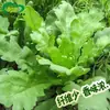 Semillas de Crisantemo Flor y Hoja Huerta de Verduras Crisantemo Suave y Fragante Semillas de Verdura de Hoja Verde Semillas de Verduras