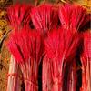 Ramo de Flores Secas de Espiga de Cebada Roja Personalizado Cesta de Flores Manualidades al por Mayor Flores Secas Teñidas Serie Roja Flores Reales Prensadas