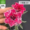 Planta en Maceta Rosa del Desierto con Doble Pétalo, Planta Verde Resistente a la Sequía, Fácil de Cuidar en Interiores o en el Balcón, Planta Suculenta Fácil de Mantener en Verano