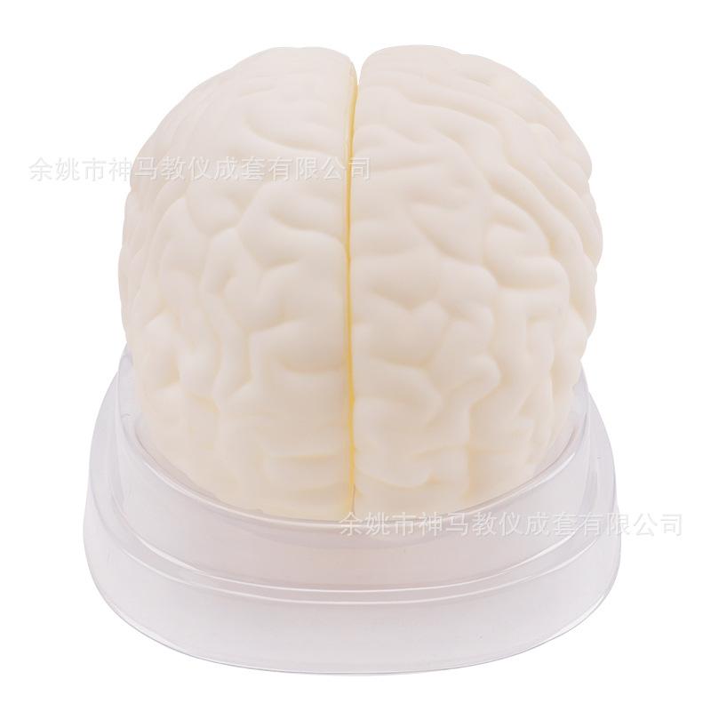 脑解剖模型-5