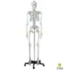 Modelo de Esqueleto Humano 1:1 para Adultos 170cm Esqueleto Humano Padrão Crânio Médico Esqueleto Espécime Anatômico