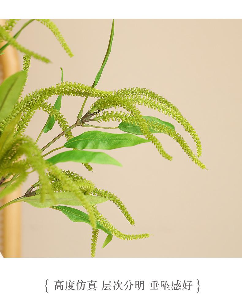 单枝鼠尾草_06.jpg