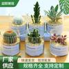 Jarrón Hidropónico Simple de Estilo Nórdico Europeo para Suculentas, Maceta de Vidrio de Borosilicato Alto Estilo Ins, Planta en Maceta Transparente para Cultivo en Agua de Plantas Verdes