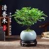 Madera de Pimienta Fragante Maceta Mini Planta Repelente de Mosquitos Flor de Interior Sala de Estar Oficina Escritorio Planta Verde Pequeña Fácil de Mantener